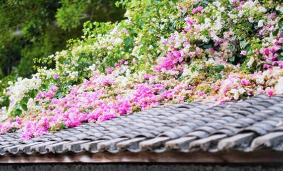 花融古村 文旅共生——华侨城甘坑古镇以三角梅激活湾区文旅新活力