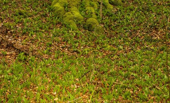 挖野菜的注意了！香椿水芹傻傻分不清？这份安全指南能救命！