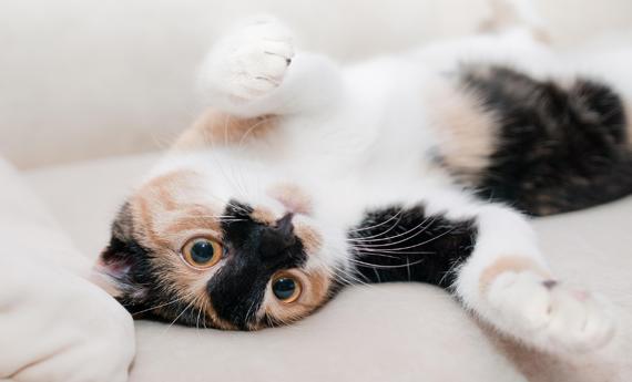 猫会来姨妈吗?真相来了:猫咪没有月经,这些异常出血要警惕