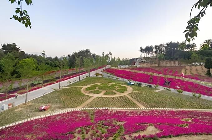 陕西汉中：花海+场景，沉浸式穿越“两汉三国”