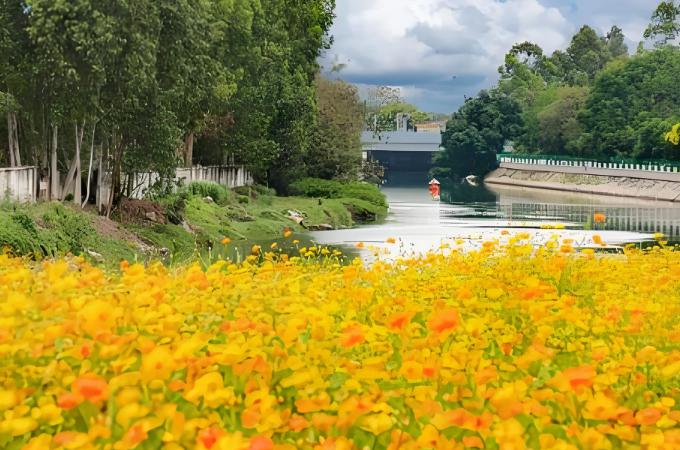 福建漳州：江畔花海，串联城市“诗与远方”